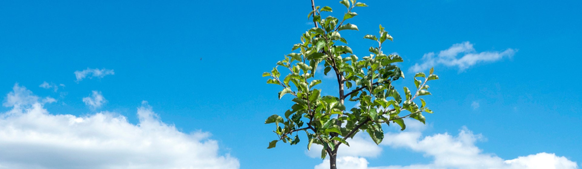 Baum auf einer Streuobstwiese